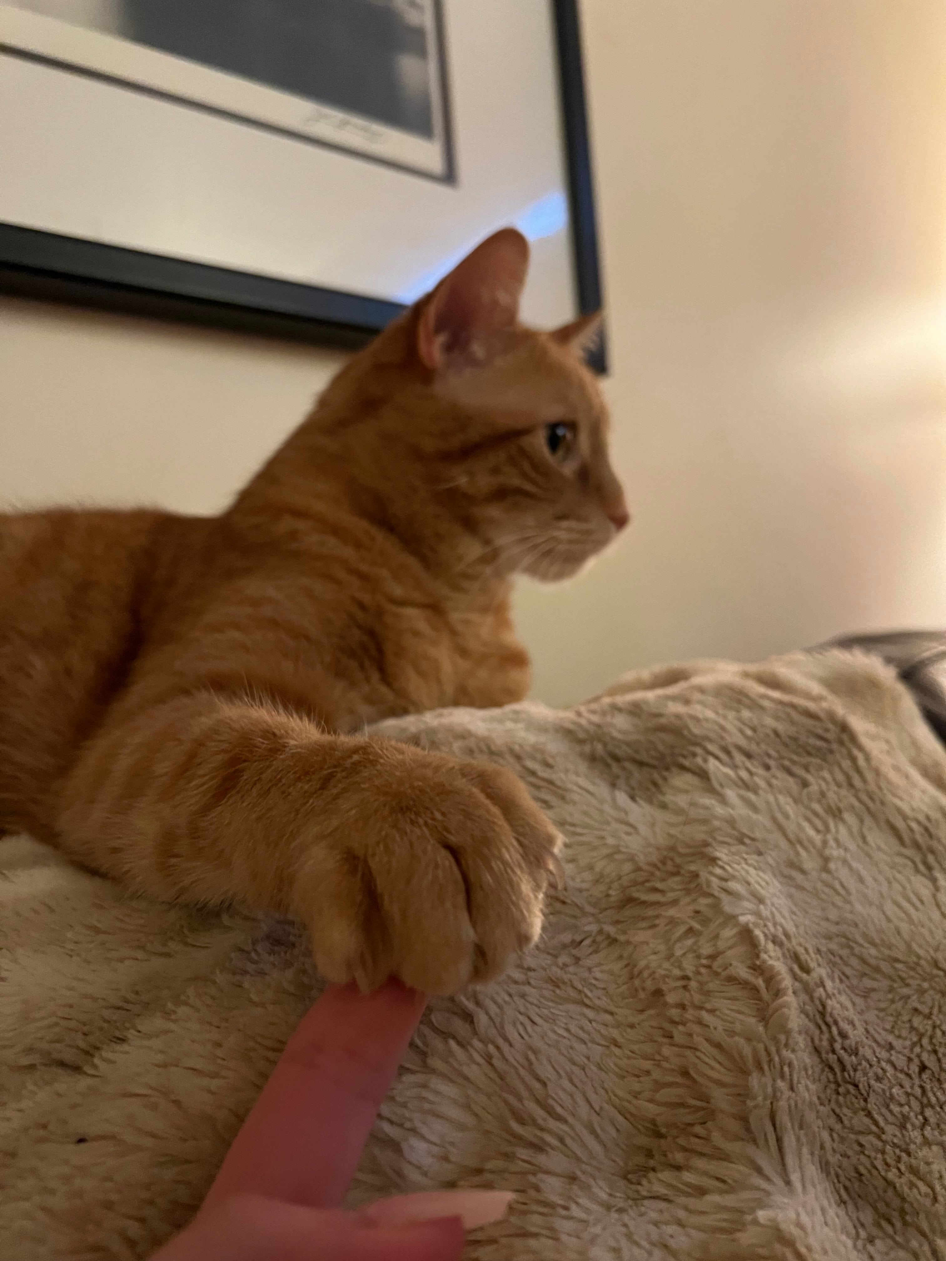 Orange tabby cat relaxing comfortably on a cozy blanket