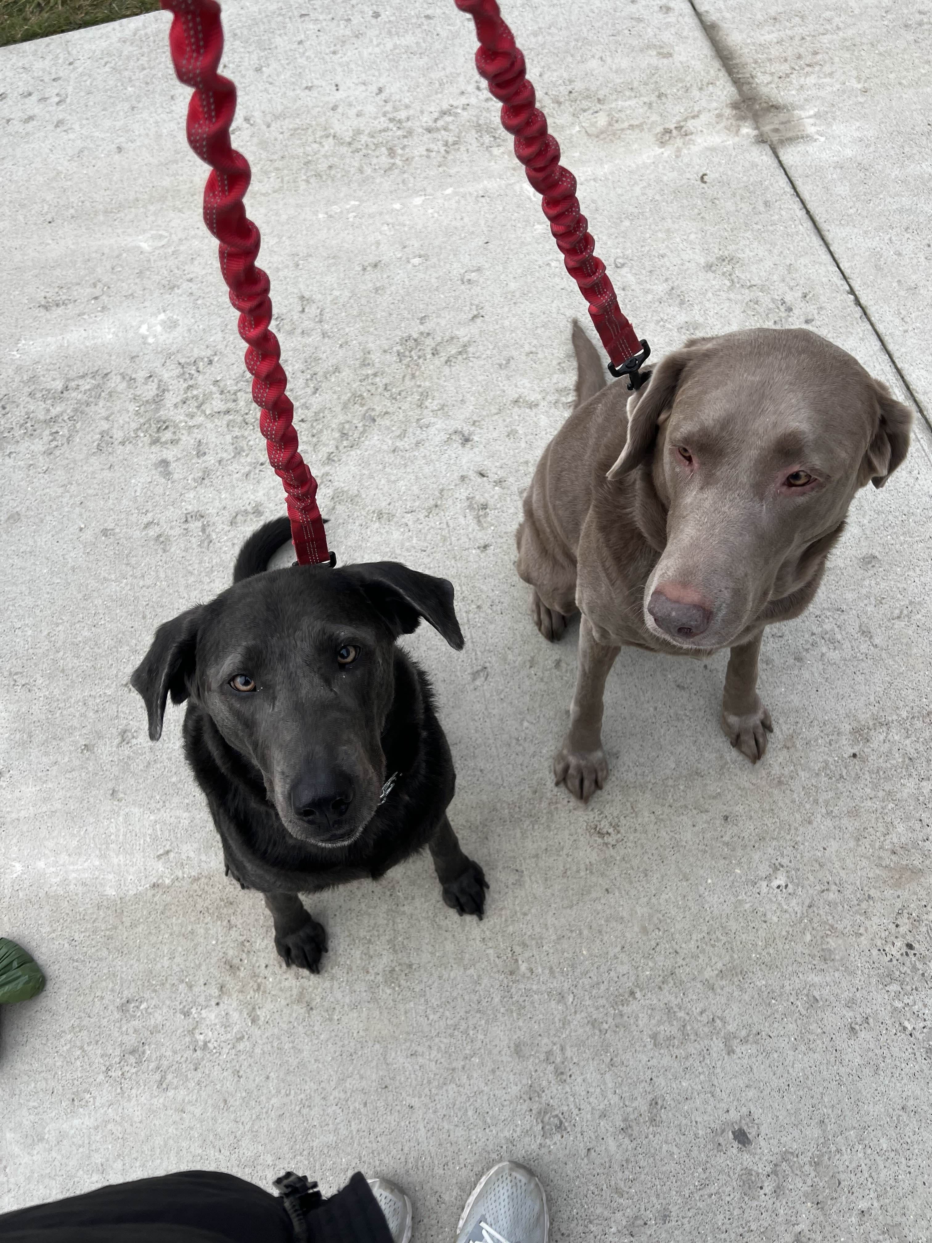Two dogs on red leashes - a black dog and gray dog sitting on concrete
